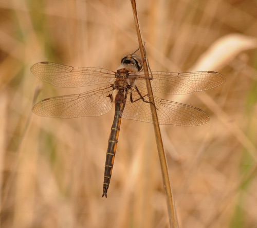 Male
2014_04_06_Wakulla_FL
Male
2014_04_06_Wakulla_FL